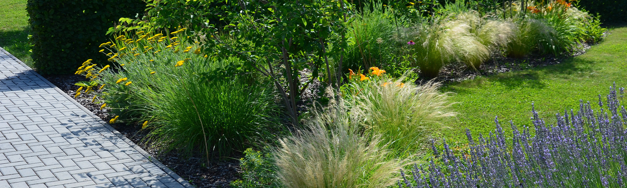 Plantes de terrasse à feuillage persistant