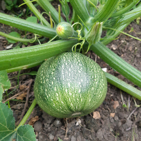 Courgette De Nice à fruits ronds - Cucurbita pepo de nice à fruits ronds - Potager