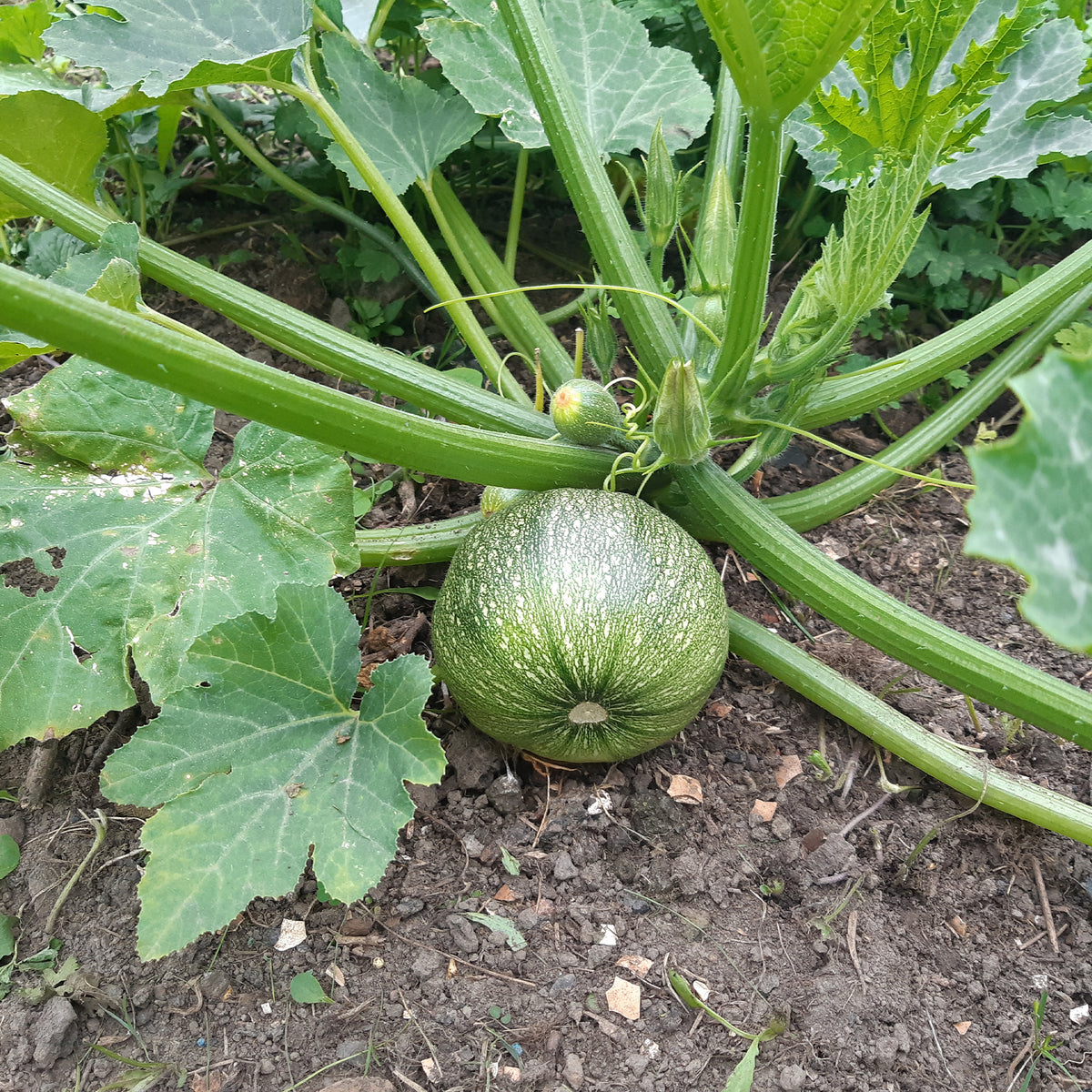 Courgette De Nice à fruits ronds - Cucurbita pepo de nice à fruits ronds - Potager