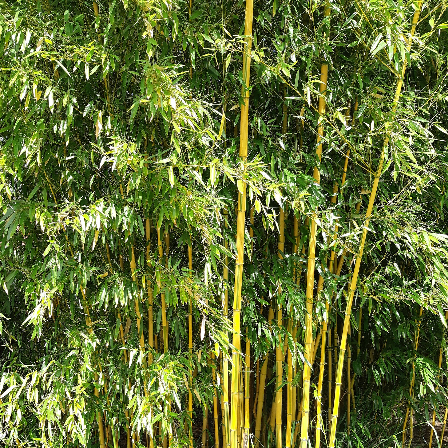 Bambous - Bambou traçant panaché - Phyllostachys aureosulcata spectabilis