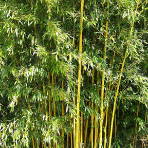 Bambous - Bambou traçant panaché - Phyllostachys aureosulcata spectabilis