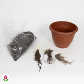 Kit «Pot fleuri» - 3 plantes pour balcon