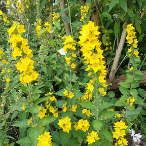 3 Lysimaques ponctuées - Lysimachia punctata - Plantes