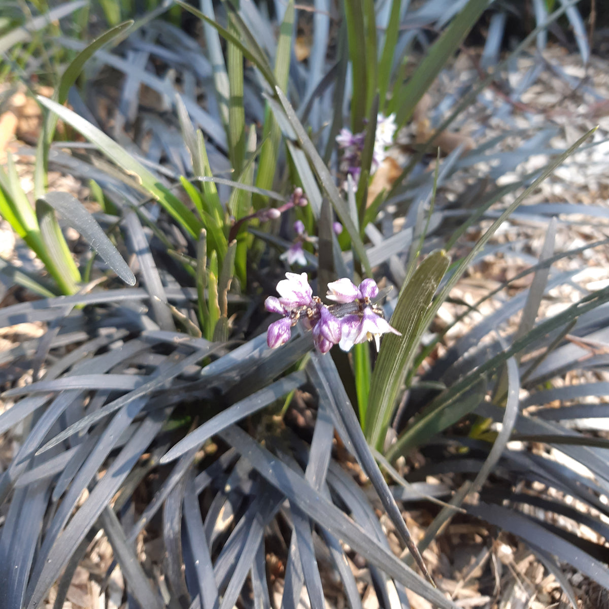 Ophiopogon noir Niger - Ophiopogon planiscapus Niger