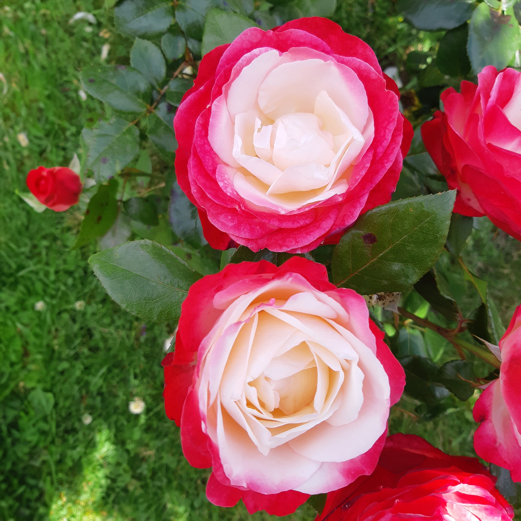 Rosa doris tysterman, nostalgie, barkarole - Collection de 3 Rosiers sans entretien - Collections de rosiers