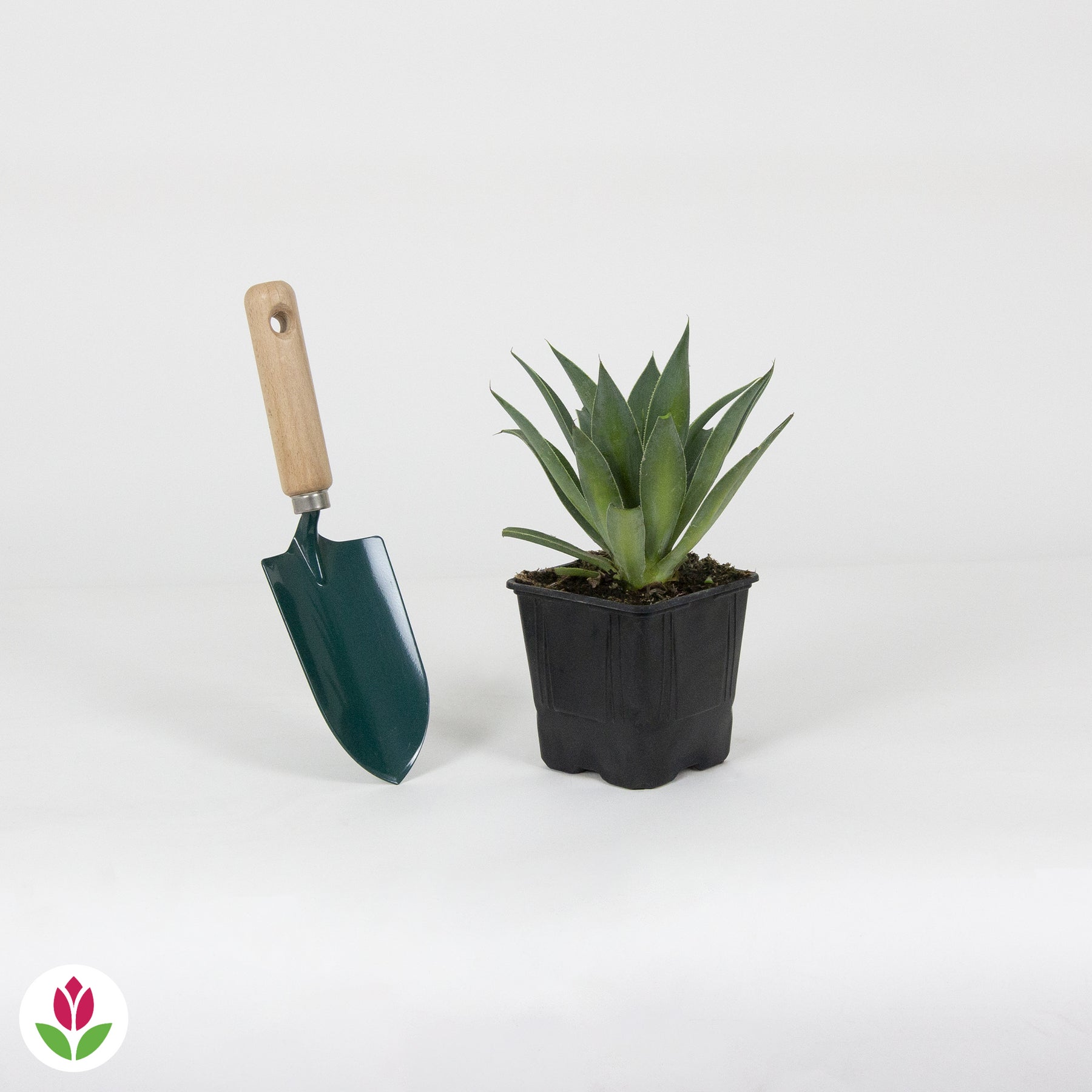 Mangave Mangavé Lavender Lady  - Agave manfredii lavender lady ® (mangave) - Plantes