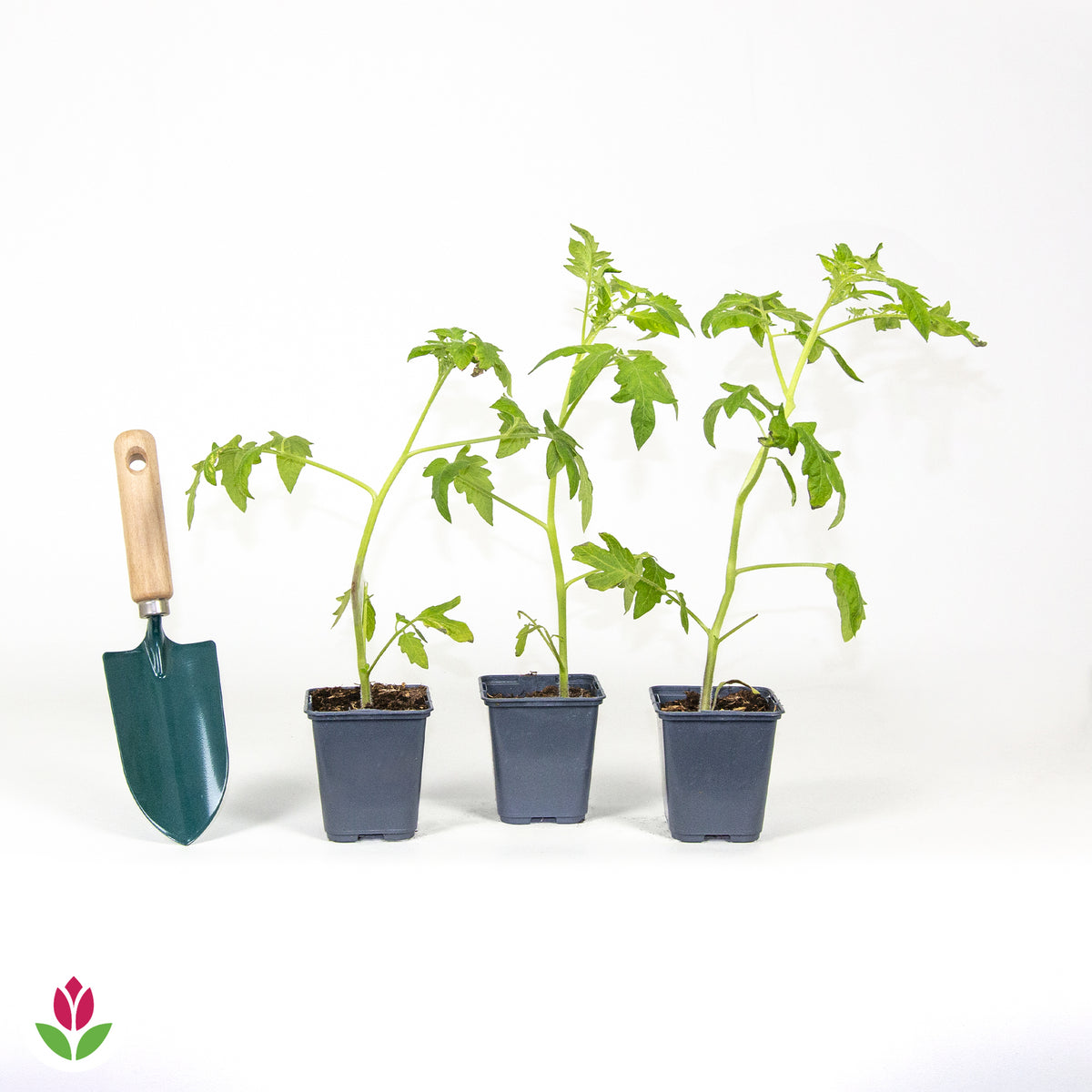 3 Plants de Tomate Ananas