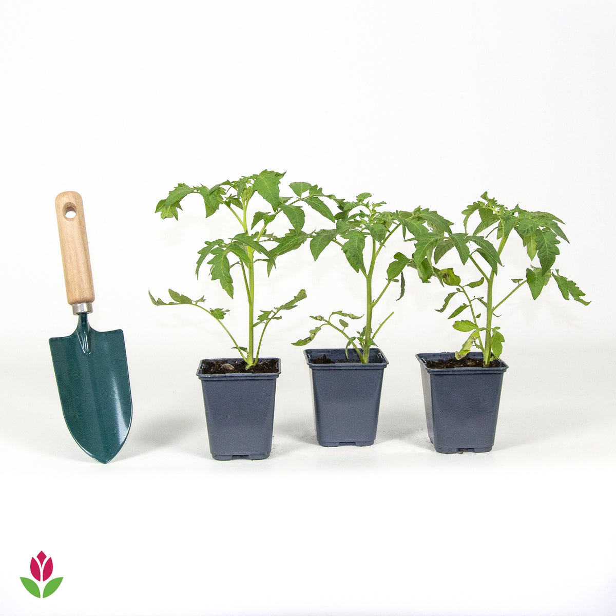 3 Plants de Tomate Rose de Berne