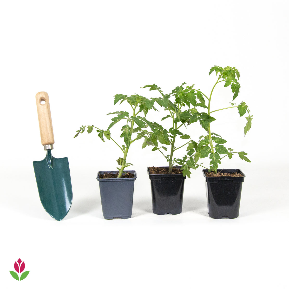 3 Plants de Tomate Cerise Yellow Pearshed