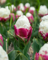 Tulipe double Ice Cream - 1