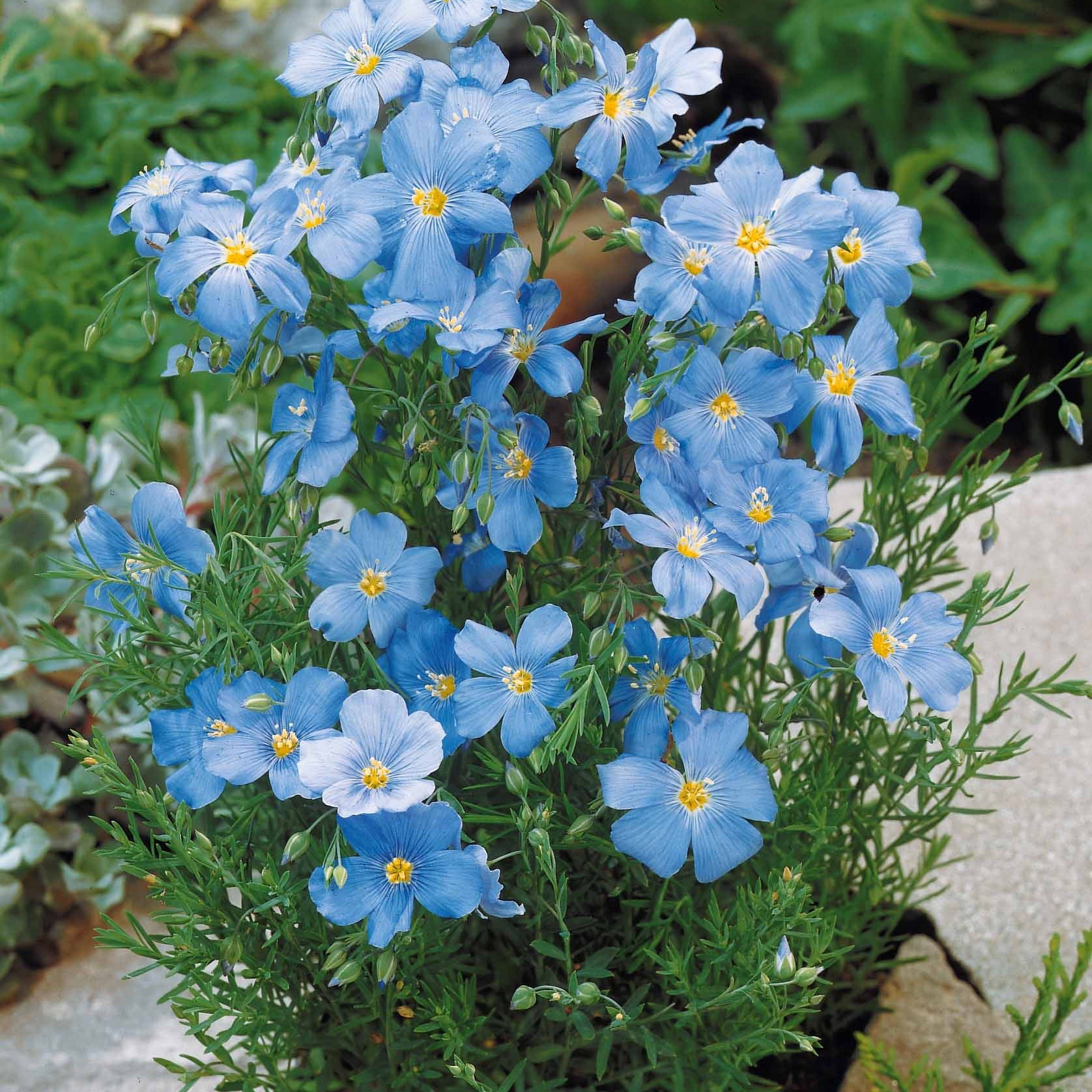 Lin vivace bleu - Linum perenne - Potager