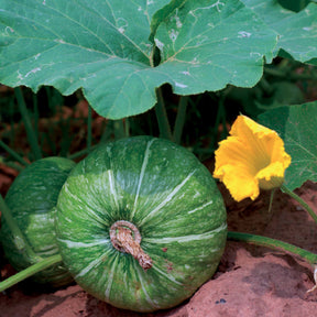 Courgette De Nice à fruits ronds - Cucurbita pepo de nice à fruits ronds - Potager