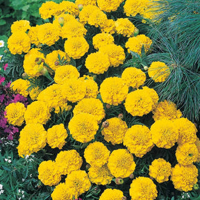 Oeillet d'Inde nain Petite jaune citron - Tagetes patula  petite jaune citron - Potager