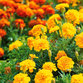 Oeillet d'Inde nain Petite jaune citron - Tagetes patula  petite jaune citron - Graines de fleurs