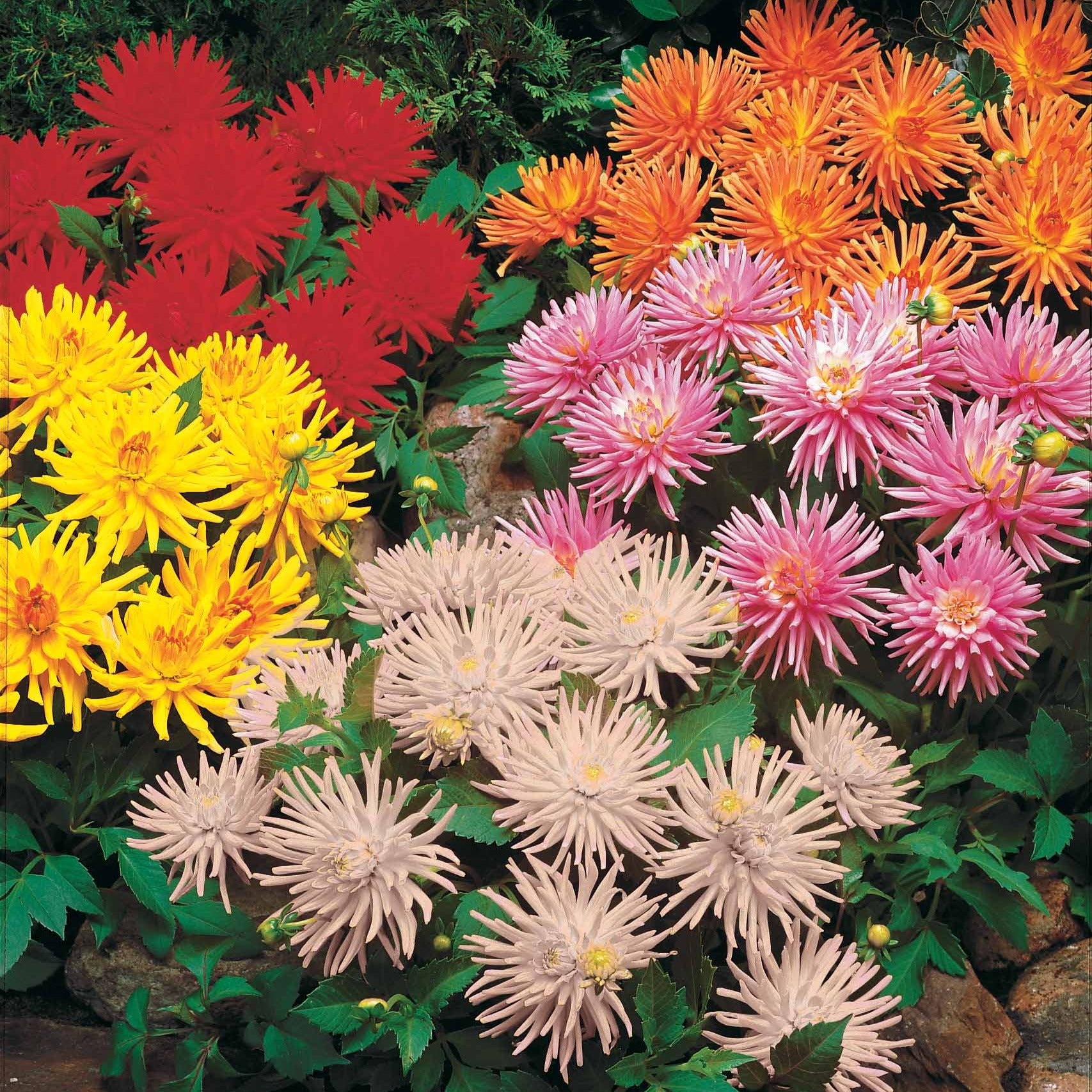 3 Dahlias cactus nain Park Princess - Dahlia park princess