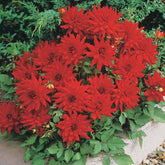 3 Dahlias cactus nain Red Pigmy - Willemse