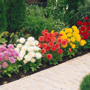 3 Dahlias cactus nain Yellow Happiness - Dahlia yellow happiness - Dahlia