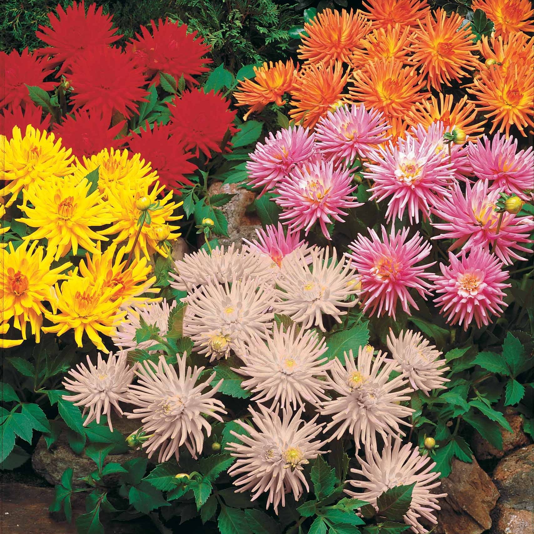 3 Dahlias cactus nain Yellow Happiness - Dahlia yellow happiness