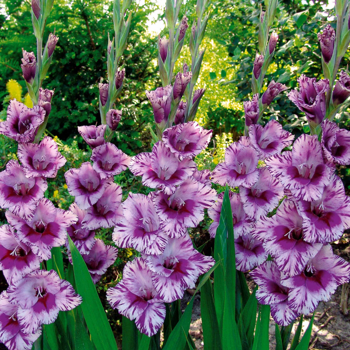 25 Glaïeuls Passos - Gladiolus passos - Bulbes à fleurs