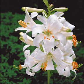 2 Lis de la Madone - Lilium candidum - Plantes