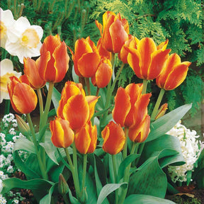 10 Tulipes botaniques Winnipeg - Willemse