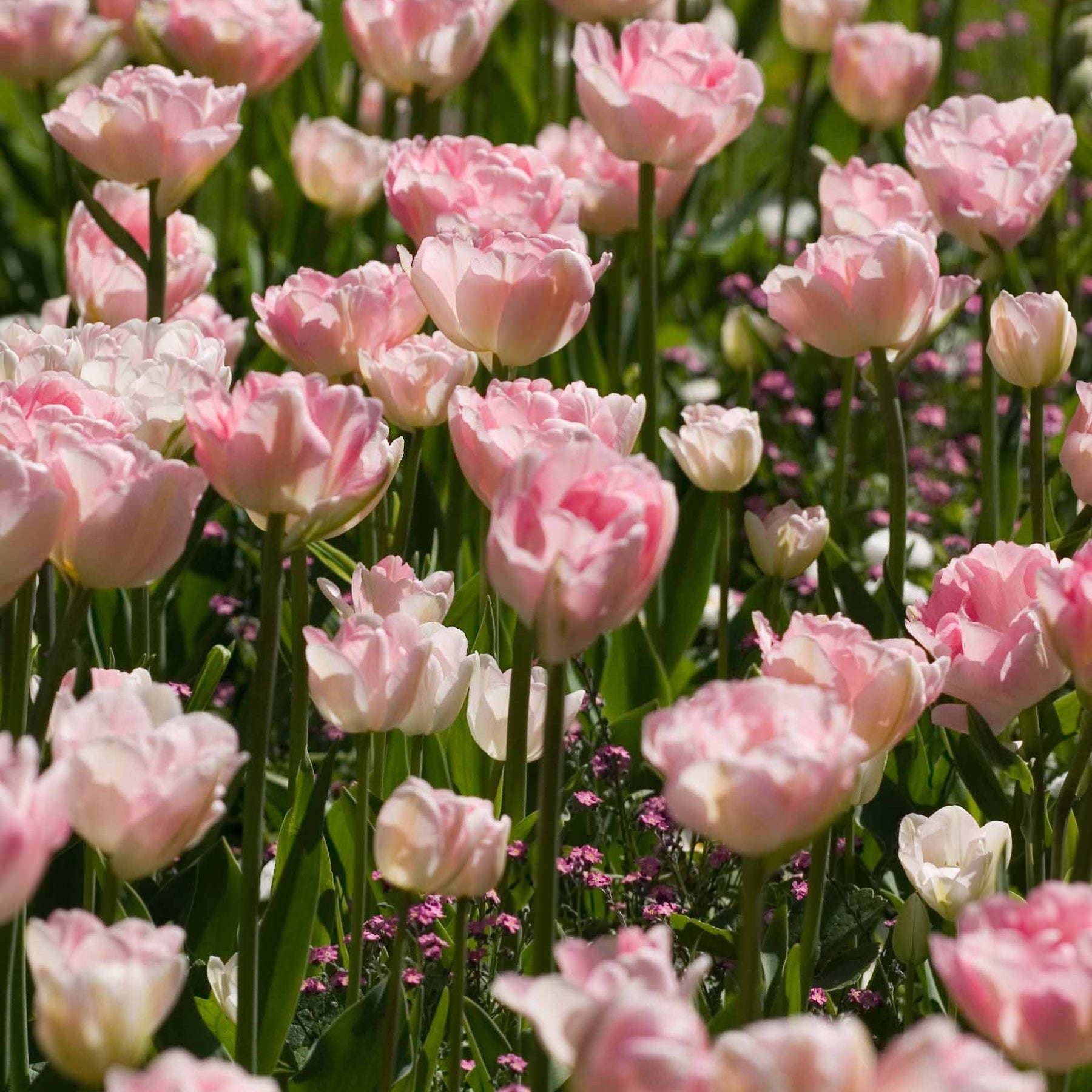 10 Tulipes à fleur de pivoine Angélique - Willemse