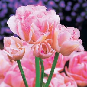 Vente 10 Tulipes à fleur de pivoine Angélique