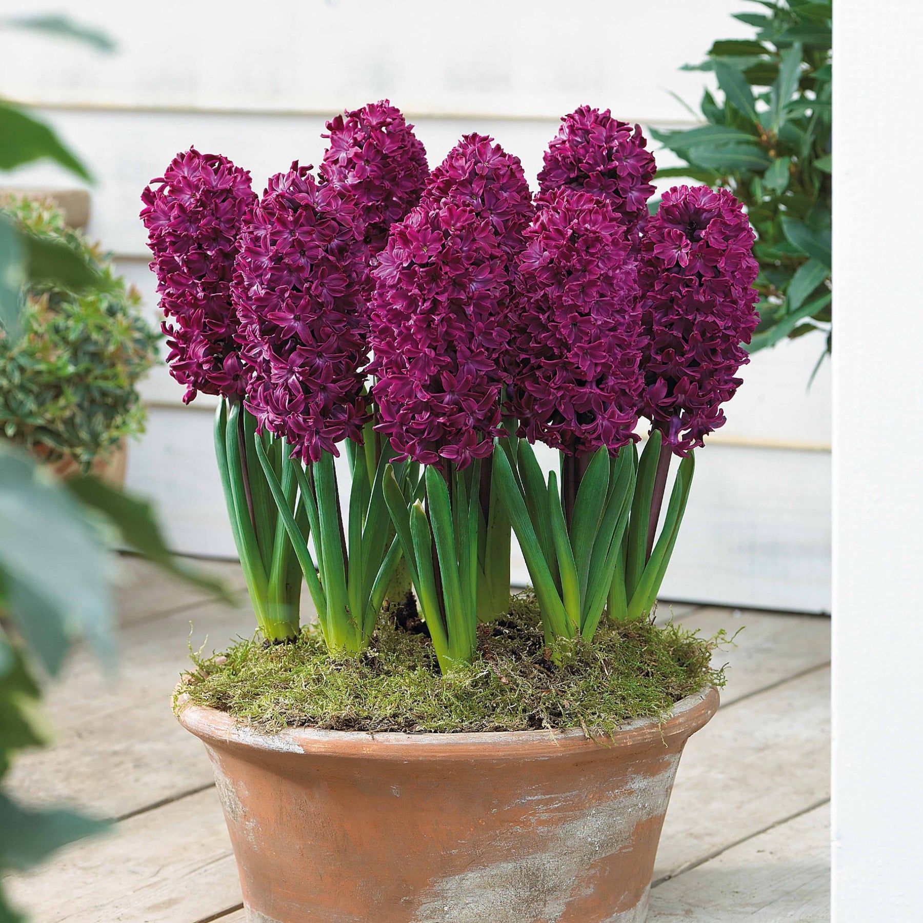 6 Jacinthes Woodstock pourpre - Hyacinthus orientalis woodstock - Willemse