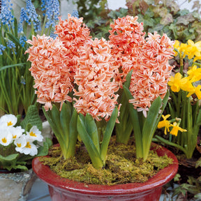 6 Jacinthes Gipsy Queen orange - Hyacinthus orientalis gipsy queen - Willemse