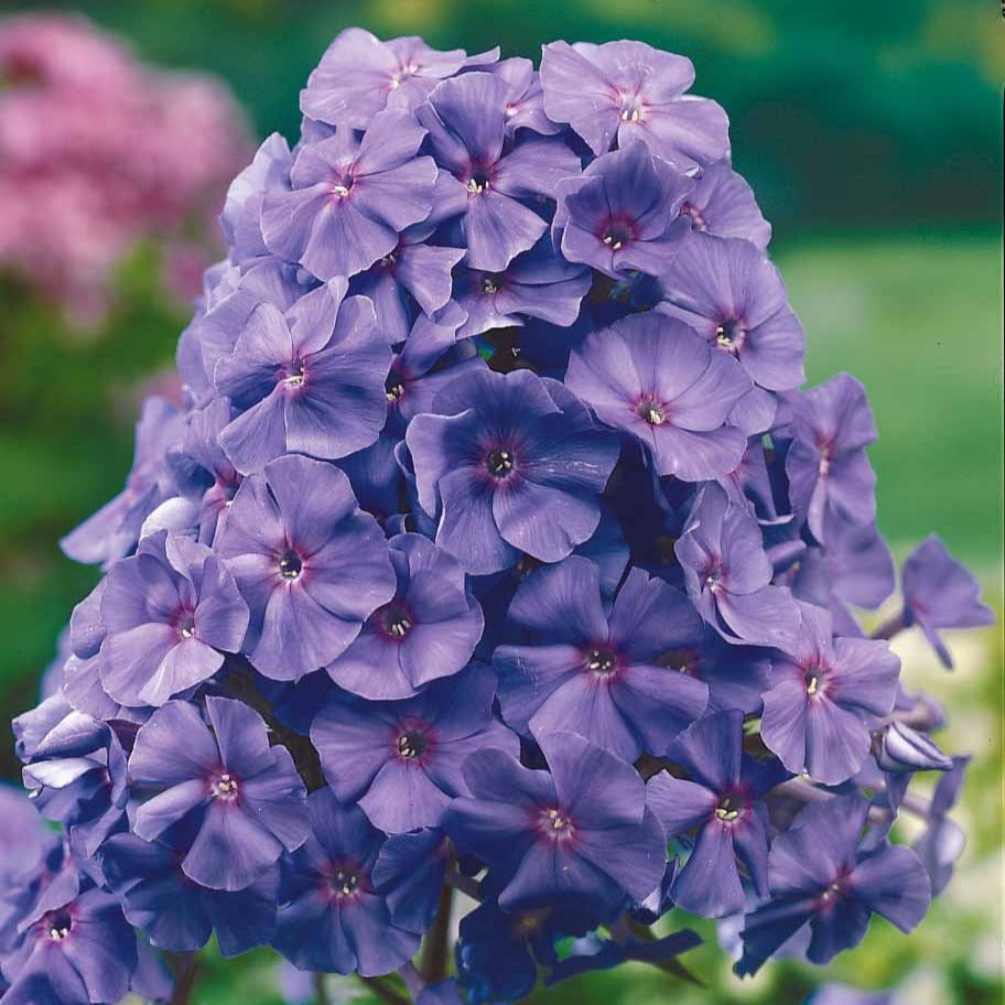 Phlox paniculata Amethyst - Phlox paniculata amethyst - Plantes