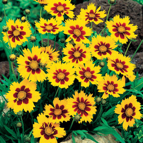 Coreopsis - Oeil de jeune fille - Coreopsis lanceolata - Plantes