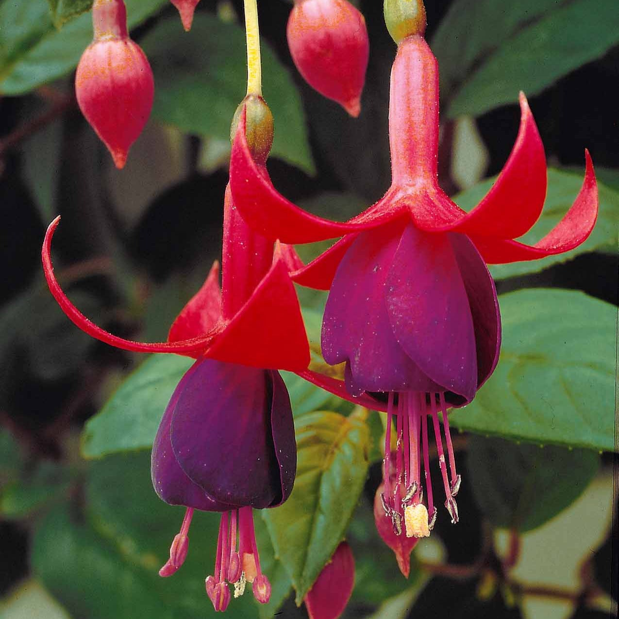 Fuchsia brilliant - 3 Fuchsias résistants au gel Brilliant - Fuchsias