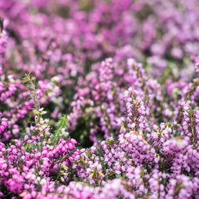 3 Bruyères d'hiver rouges - Erica carnea - Plantes vivaces