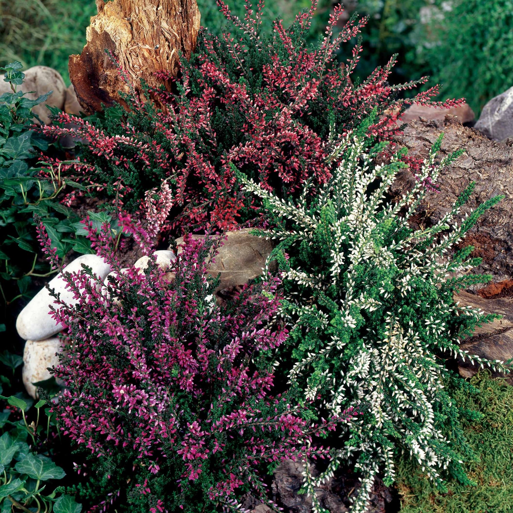 3 Bruyères d'hiver rouges - Erica carnea