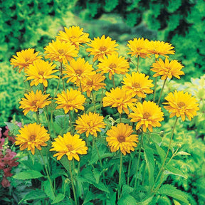 5 Héliopsides - Heliopsis scabra - Plantes