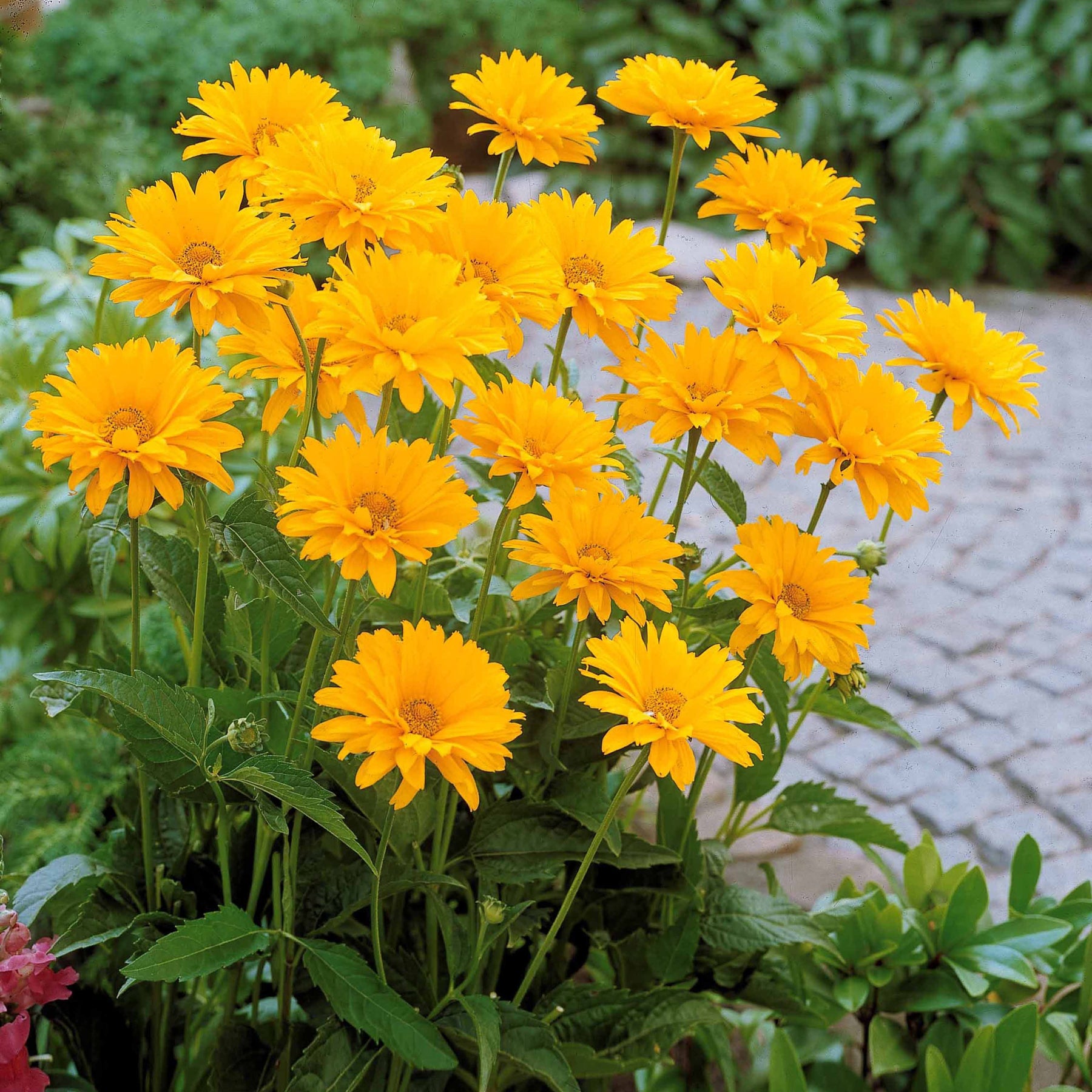 5 Héliopsides - Heliopsis scabra - Plantes vivaces