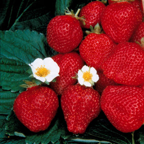 Fraisier remontant Maestro ® - Fragaria maestro ® cov 89.98.1 - Fruitiers Arbres et arbustes