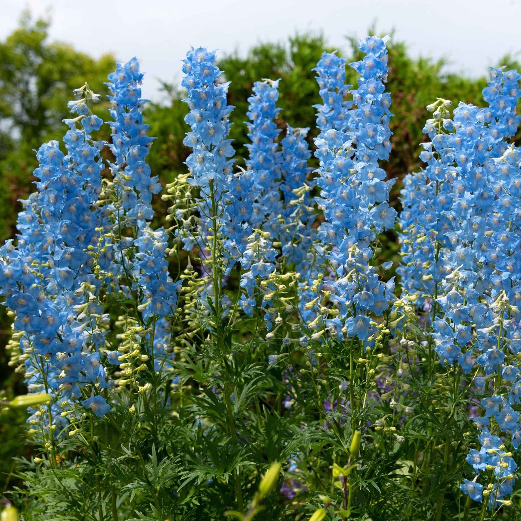 Delphinium Sky Blue, Kniphofia Sunningdale Gold - Collection de 8 delphiniums et tritomas - Collections de vivaces