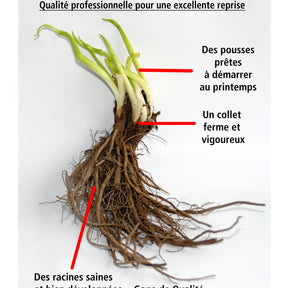 3 Trachélies - Trachelium caeruleum - Plantes vivaces