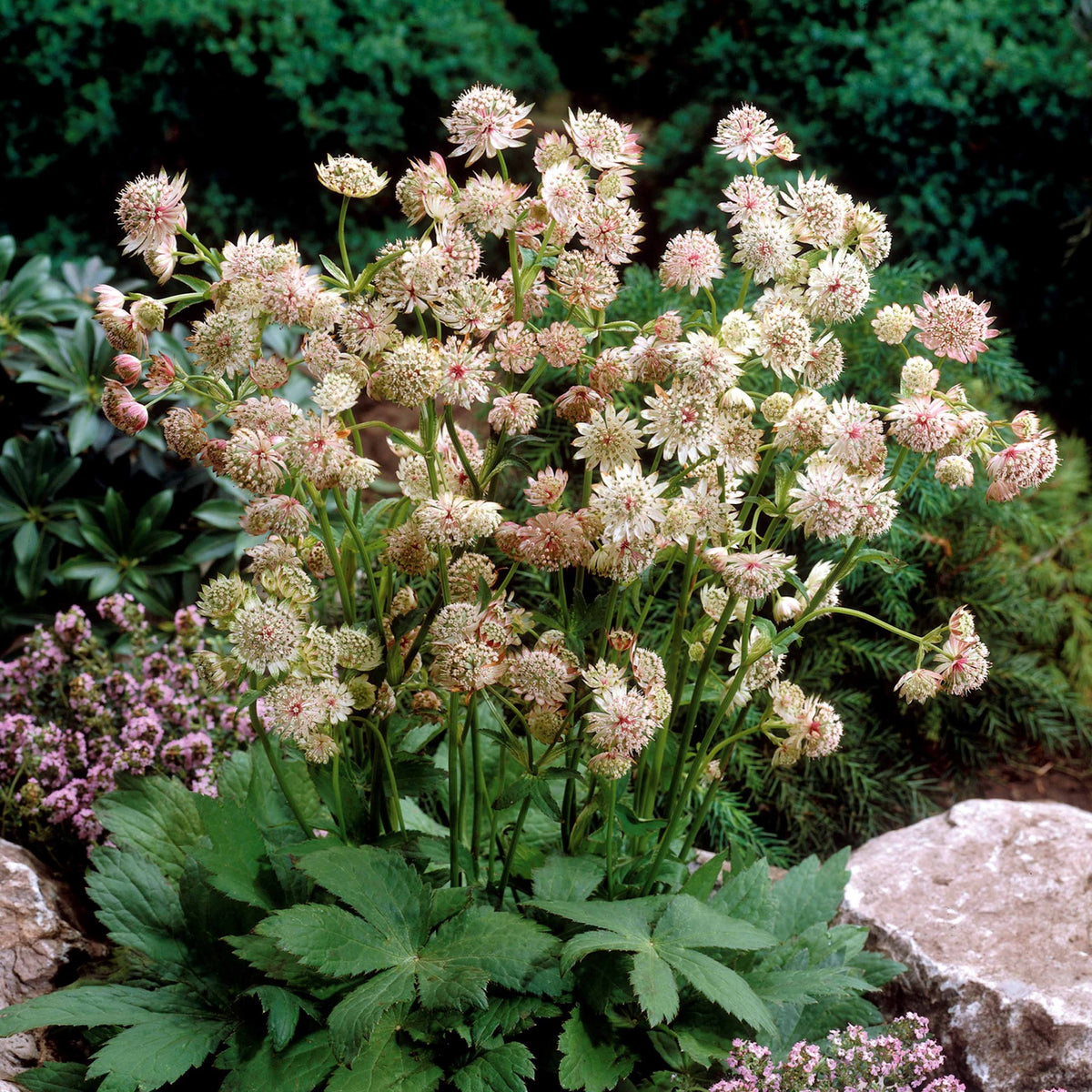 2 Astrances blanches - Astrantia major star of royals - Plantes vivaces