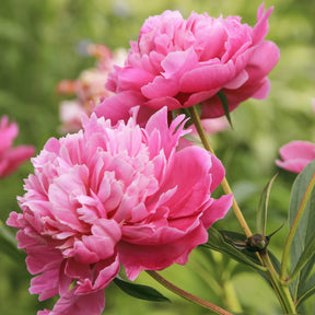 Pivoine rose - Paeonia lactiflora Sarah Bernhardt - Willemse