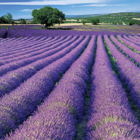 Lavandes - Lavande de Grasse - Lavandula angustifolia Grosso