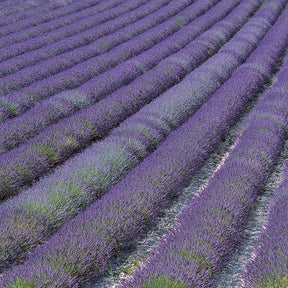 Lavandula angustifolia Grosso - Lavande de Grasse - Lavandes