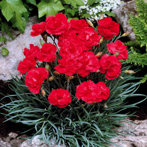 2 Œillets Grenadin Scarlet - Dianthus caryophyllus grenadin scarlet - Plantes