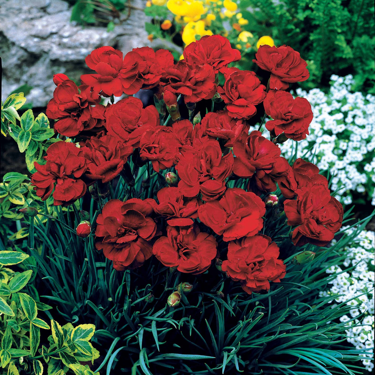 2 Œillets Grenadin Rouge - Dianthus caryophyllus grenadin red - Œillets
