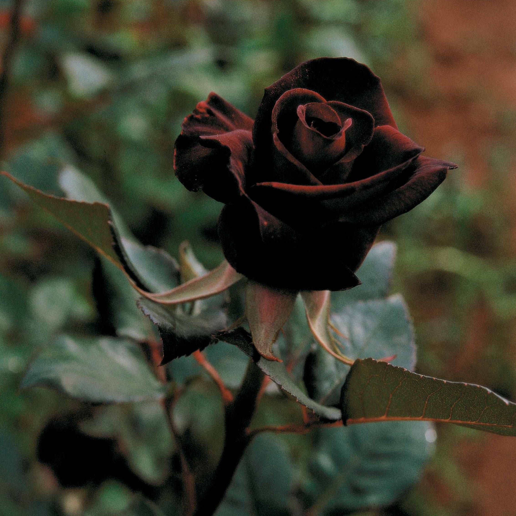 Rosa Black Baccara ® - Rosier buisson Black Baccara ® Meidebenne - Rosiers arbustifs