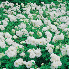 Rosa floribunda princesse de galles ® hardinkum - Rosier Princesse de Galles ® Hardinkum - Rosiers arbustifs