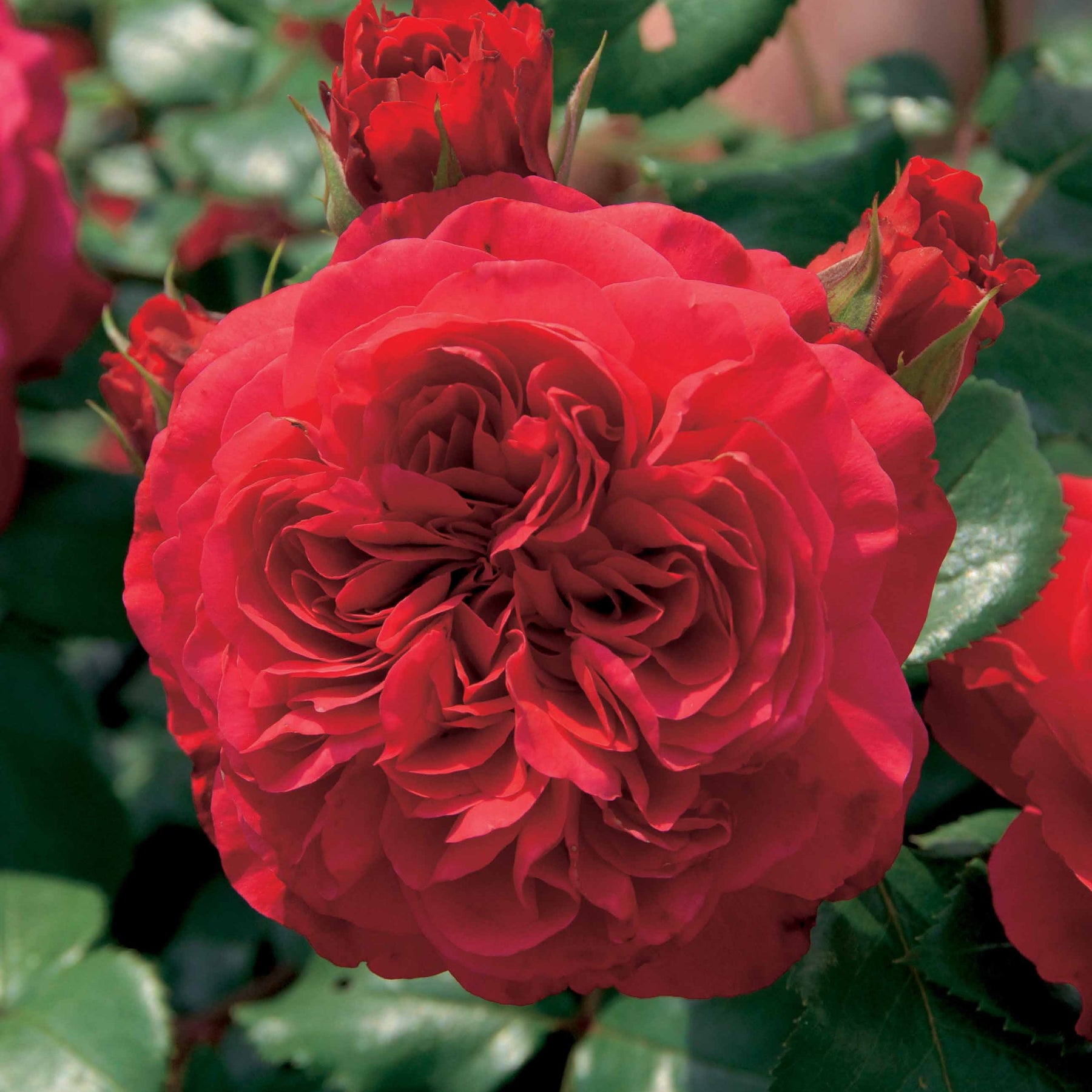 Rosier floribunda Red Leonardo da Vinci ® Meiangele - Willemse