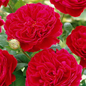 Rosier floribunda Red Leonardo da Vinci ® Meiangele - Rosa floribunda Red Leonardo Da Vinci ® Meiangele - Willemse