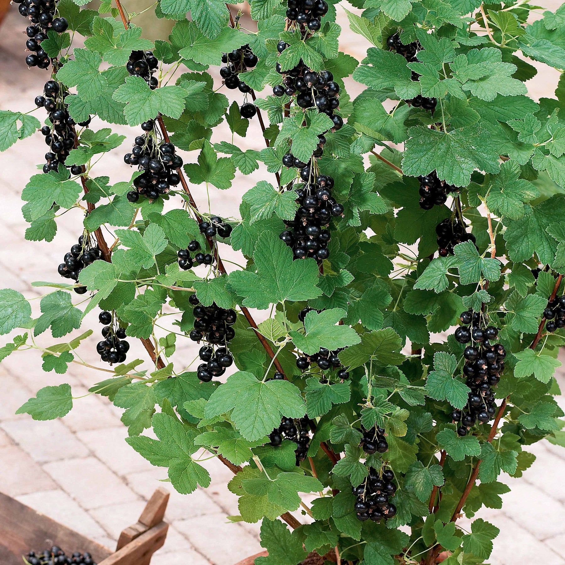 Cassissier à gros fruits Andega - Ribes nigrum 'andega' - Willemse